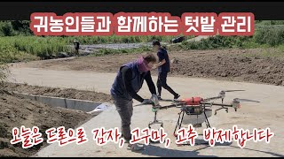 오늘은 딸기 귀농인들과 함께 텃밭에 심은 고추, 고구마, 감자에 드론 방제하였습니다