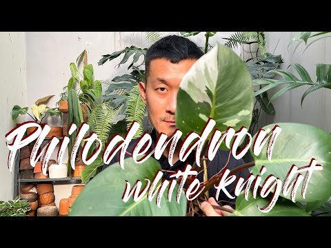 Philodendron erubescens 'White Knight' Care Tips and Propagation - WITH SATISFYING UPDATES!