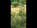 50 BMG Vs Zebra