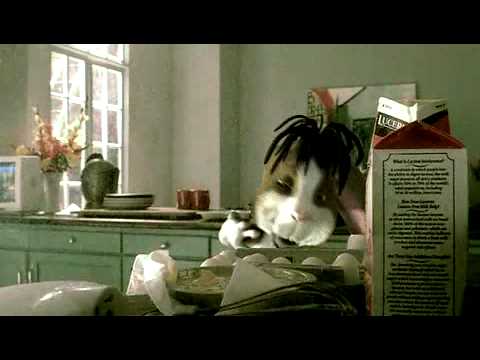 Counting Crows - Accidentally In Love Official Music Video