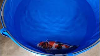 video van Showa 2410001