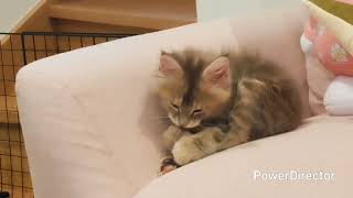メインクーンのあかねちゃん（身だしなみは大事）