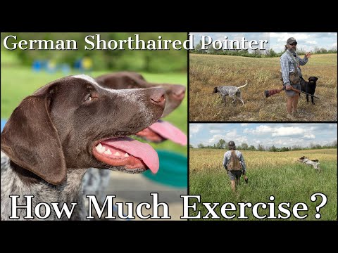 German Shorthaired Pointer - How Much Exercise Does a GSP Really Need?