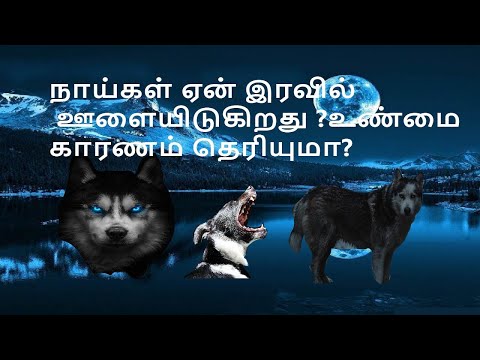 நாய்கள் ஏன் இரவில் ஊளையிடுகிறது?உண்மை காரணம் தெரியுமா?#dogs,#interestingfactstamil,#facts,#petdogs