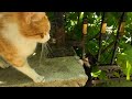How Can Such A Tiny Kitten Be So Angry