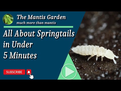 All About Springtails in Under 5 Minutes