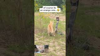 Orange Cat Fights with an Cobra SnakeCat used all of his nine lifes#cat #orangecat #cobra #snake