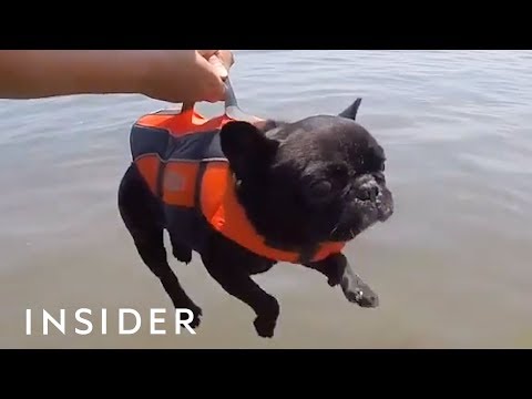 10 Products Every Dog Lover Needs