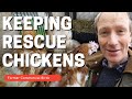 Keeping Rescue Chickens on our smallholding. (What are they really like?)