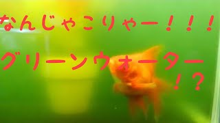 【金魚】Theミドリ！！！！これはスゴいw