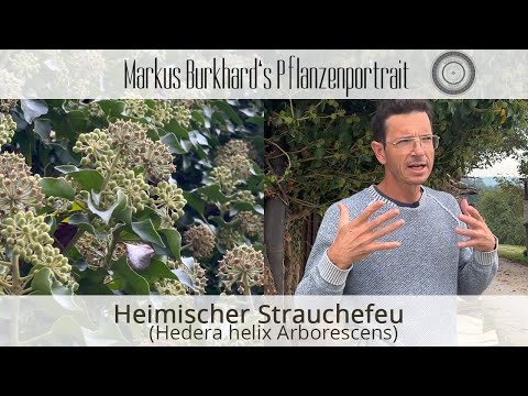 Immergrüne Heckenpflanze, Heilpflanze, Bienenmagnet im Sept., Hedera helix arborescens - Strauchefeu