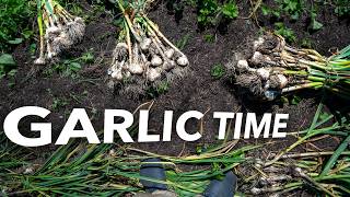 It's Garlic Time - You Ready?