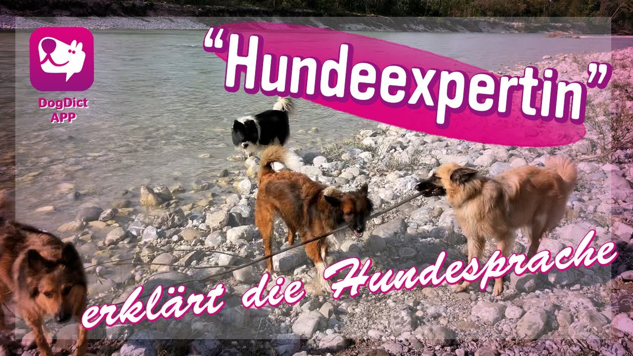 Folge 30: Flussabenteuer mit 6 Hunden