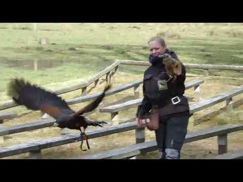 Wildpark Eekholt - Die kleine Runde am  09.04.2022 - Teil 2 inkl. der Greifvogel Flugvorführung