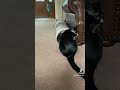 Felix The Tuxedo Cat Stalking Sage The Kitten