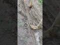 Pug Mark Wild Animal