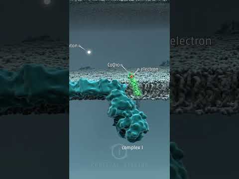How Mitochondria Produce Energy - Oxidative Phosphorylation