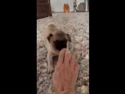 Caitlin - Pug puppy for sale