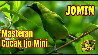 Download lagu Masteran Cucak Ijo Mini - Jomin ‐ Mustoci mp3 Download lagu Masteran Cucak Ijo Mini - Jomin ‐ Mustoci mp3