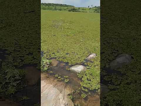Açudei interio cajas do Jorge Ipaporanga Ceará