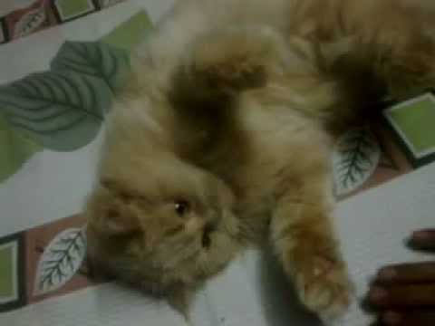 Persian cats _ my babies