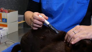 Administering Insulin to your Cat using an Insulin Pen