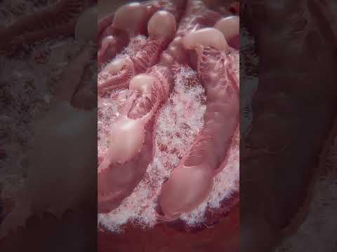 Chronic kidney disease | glomerulus animation | #glomerulus #CKDanimation #kidneyanimation