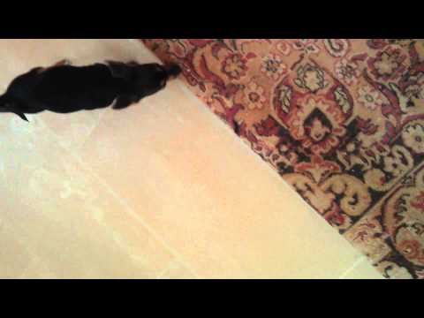 Hund gegen Staubsauger