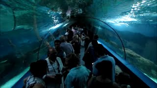 preview picture of video 'Reapertura del acuario de Almuñécar'