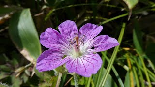 岩樋山・道後山の花と実（９月）〈一部修正〉