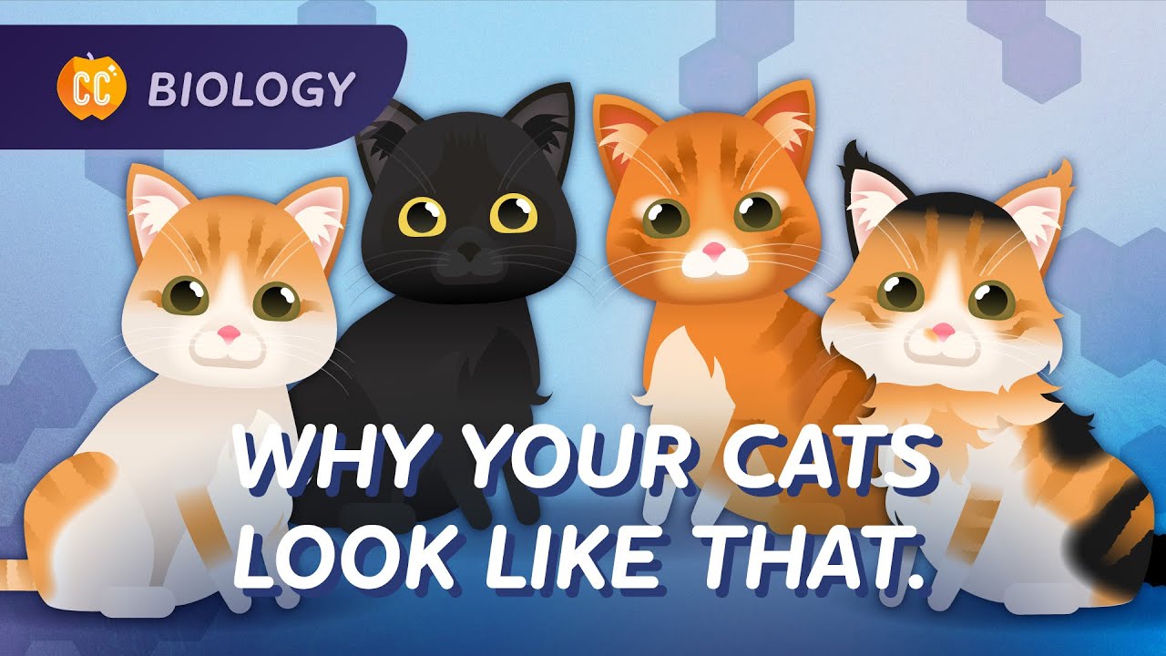 Intro to Genetics: Why Your Cat Looks Like That: Crash Course Biology #31