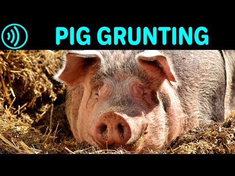 PIG GRUNTING SOUND EFFECT - Grunting Pig | Free Pig Grunting Noise Sound FX for Download
