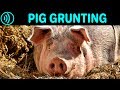 PIG GRUNTING SOUND EFFECT Grunting Pig Free Pig Grunting Noise Sound FX For Download