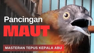 Download lagu ‼️MASTERAN BURUNG TEPUS KEPALA ABU mp3 Download lagu ‼️MASTERAN BURUNG TEPUS KEPALA ABU mp3