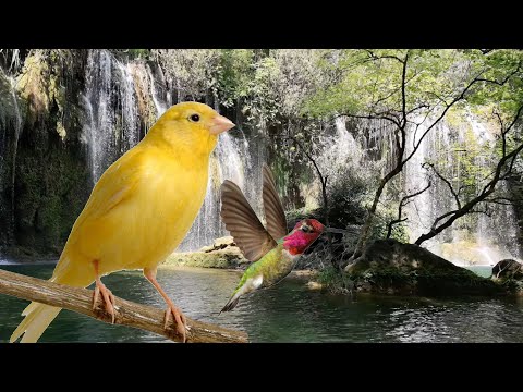 Sonido de Agua Cayendo Por una Cascada con Pájaros del Bosque | 12 Horas ASMR Para Dormir, Descansar