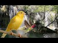 Sonido De Agua Cayendo Por Una Cascada Con Pájaros Del Bosque 12 Horas ASMR Para Dormir Descansar