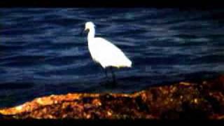 كلمات اغنية النورس احمد فكرون