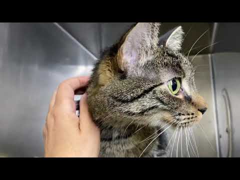 Sahiti 80809 is a social butterfly NYCACC