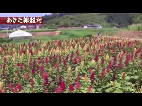 園芸 アマランサス、アワ