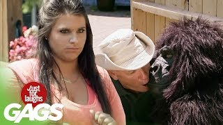 bromas besos con la gorila