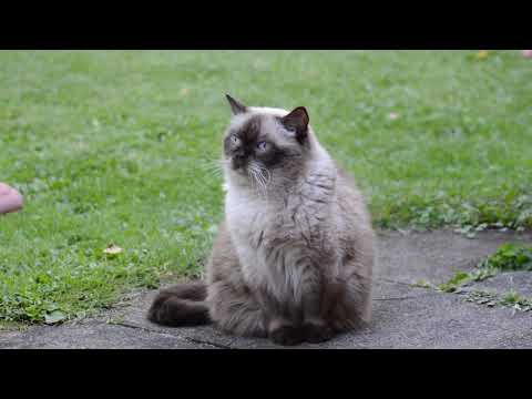 #The best video ever