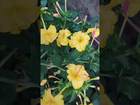 সন্ধ্যামণি ফুল🩷🤍💛#Mirabilis Jalapa #sondhamoni #youtube #shortsvideo