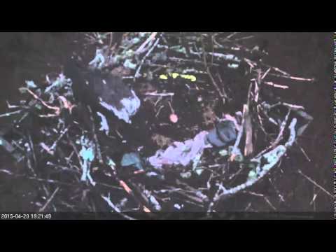 WHOI Osprey Cam 4/20/15  7:21pm  Female attacked again, fights back