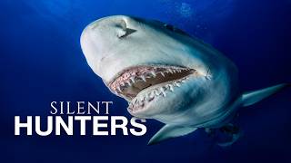 Lemon Sharks, Nature's Forgotten Apex Species