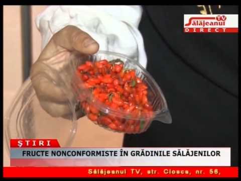 FRUCTE NONCONFORMISTE IN GRADINILE SALAJENILOR