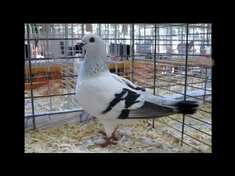 Damascener, Damascene, Damasceno, Exposition Avicole Kembs 2014