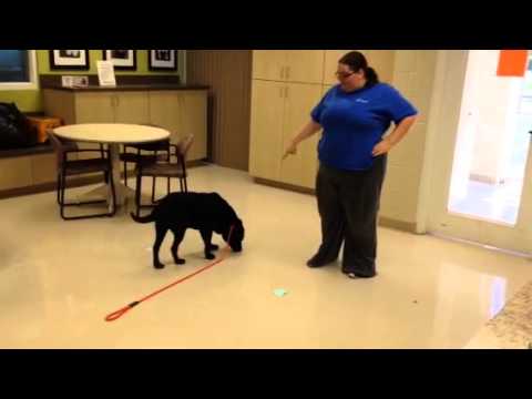 Jake plays Dognition games