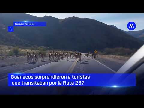 Guanacos sorprendieron a turistas que transitaban por la Ruta 237 - Minuto Neuquén