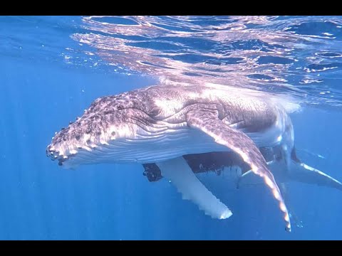 Whale Wisdom Retreat 2023