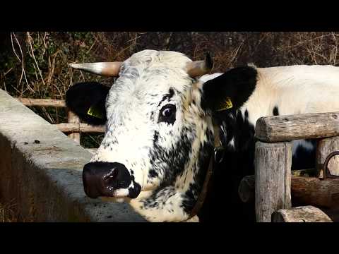 muhende Kuh – Pustertaler Sprinzen (Bos taurus domesticus) Zoo Schönbrunn – Panasonic Lumix DC-FZ 82